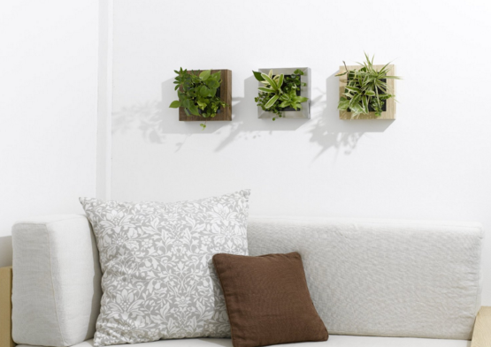 ソファの上の壁に飾る観葉植物