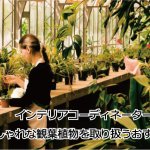 おしゃれな観葉植物が買える通販サイト