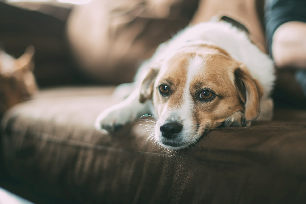 室内犬を飼育している家庭のソファの選びのポイント インテリアスタイル