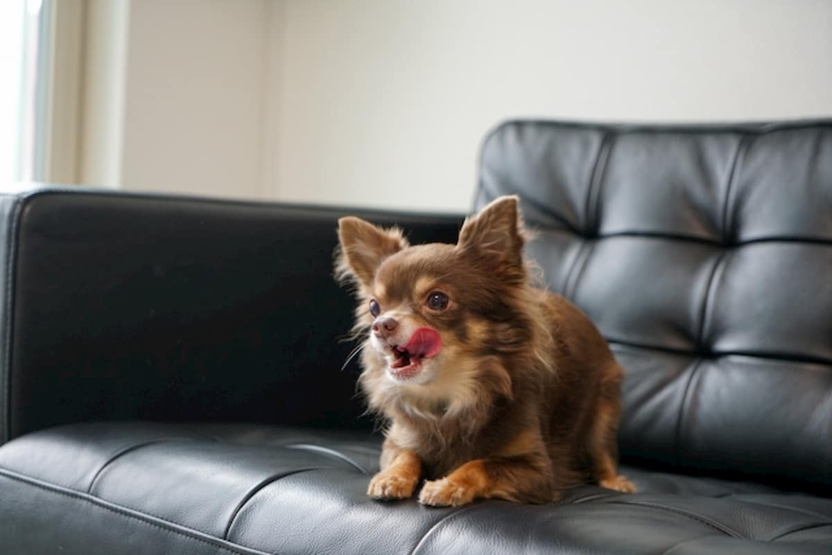 合成皮革のソファに座る犬